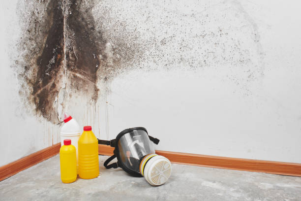 Best Professional Mold Removal  in Indian River, MI