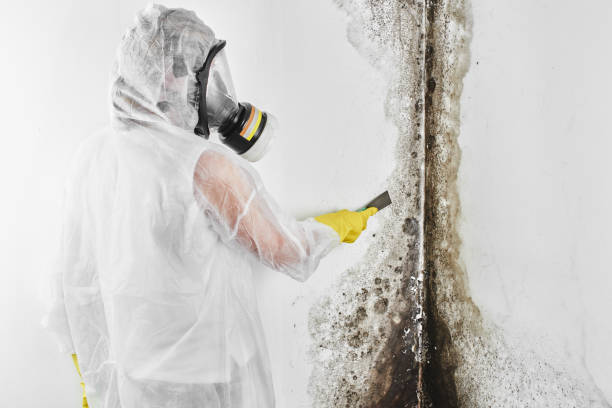 Best Office Mold Removal Services  in Indian River, MI