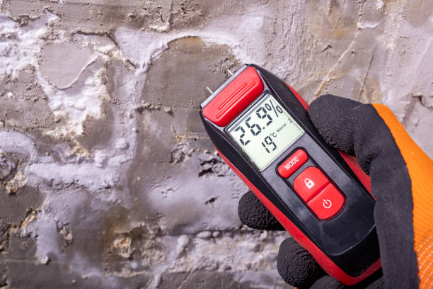 Best Mold Remediation Experts  in Indian River, MI