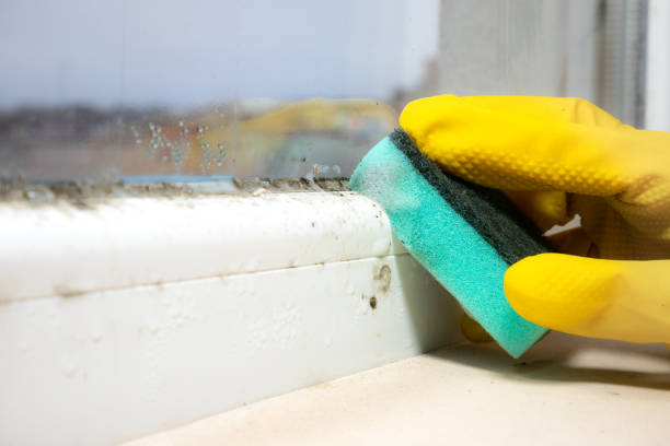 Best Certified Mold Removal  in Indian River, MI