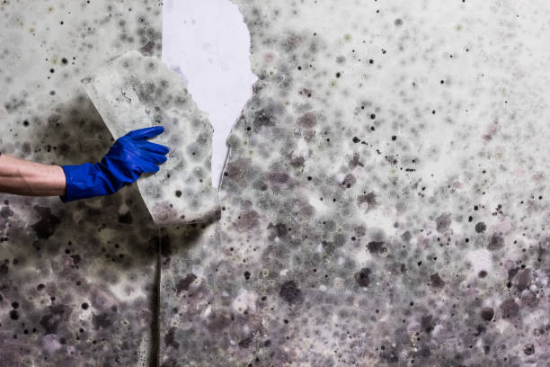 Best Mold Remediation  in Indian River, MI