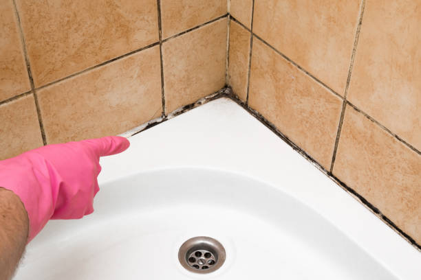 Best Affordable Mold Removal  in Indian River, MI