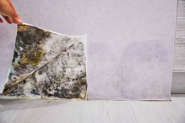 Best Mold Removal and Inspection  in Indian River, MI